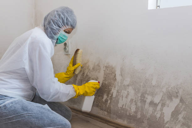 Best Mold Remediation for Healthcare Facilities  in Wescosville, PA