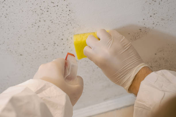 Best Environmental Consulting for Mold Prevention  in Wescosville, PA