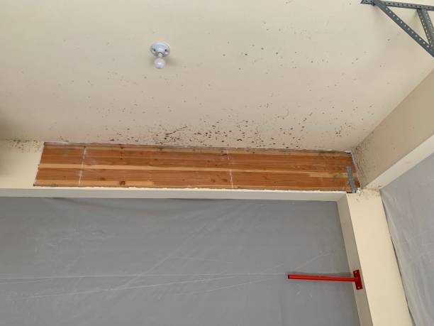 Best Mold Remediation for Vacation Homes  in Wescosville, PA