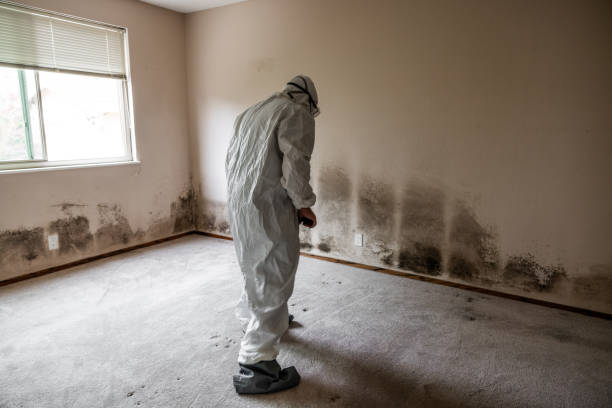 Mold Documentation for Insurance Claims in Wescosville, PA