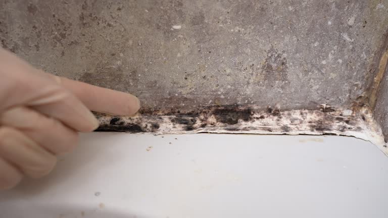 Best Commercial Mold Inspection  in Wescosville, PA