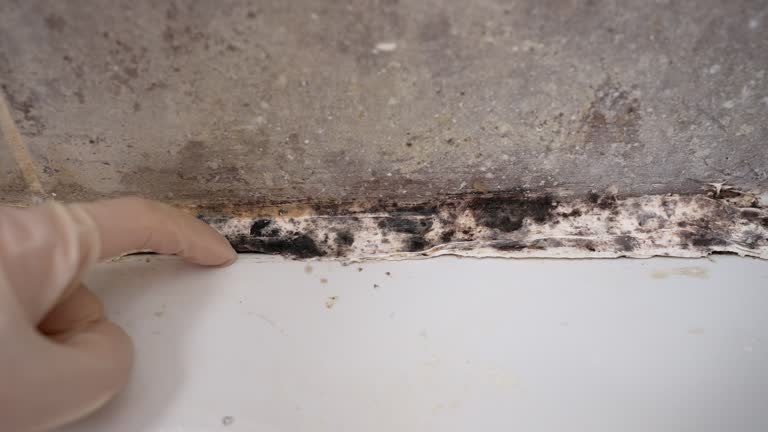 Best Emergency Mold Remediation  in Wescosville, PA